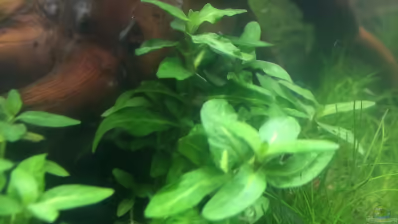 MARSILEA HIRSUTA von Lennart (6)