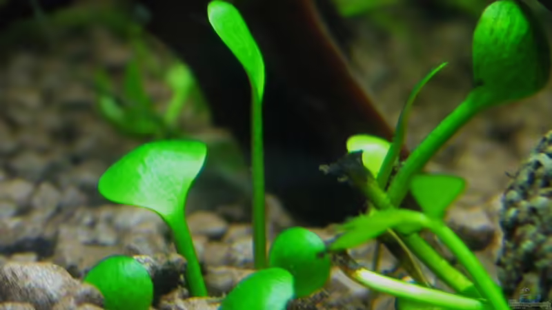 Marsilea hirsuta von Lielle (4)