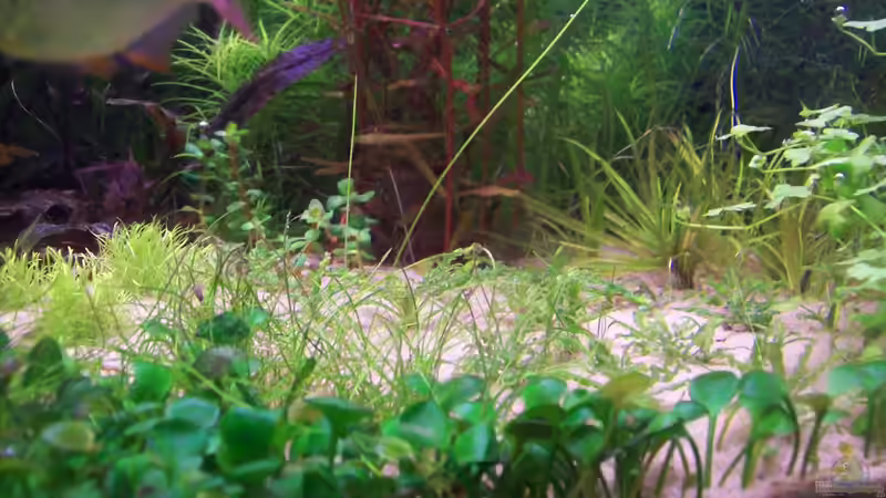 Marsilea spp. von Lotte und Hendo (26)