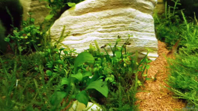 Marsilea von tanja4 (8)