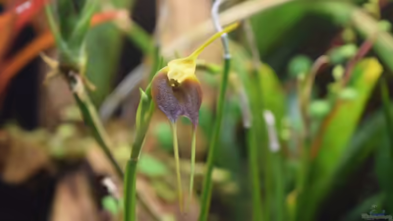 Masdevallia blüht von Junglist (33)