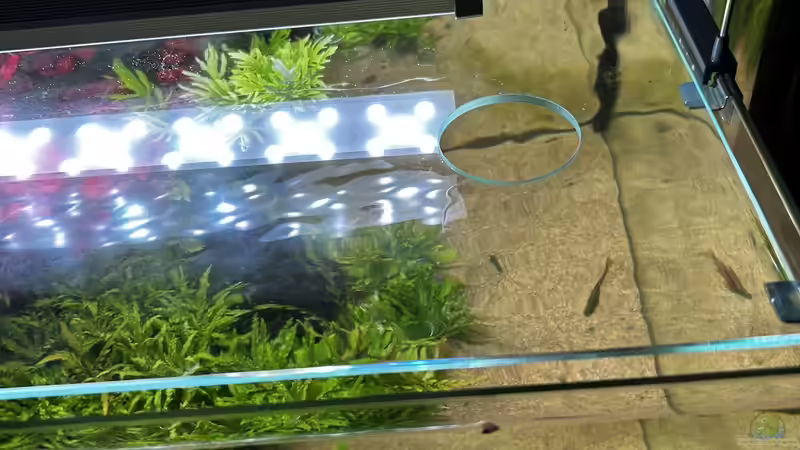 Maßgefertigte Glasabdeckung von Thilo (8)