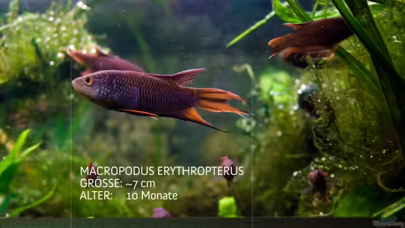 Maßstabsgetreu: Ein 10 Monate alter Rotrücken, ca. 7cm groß und toll gfärbt... von Pete (17)