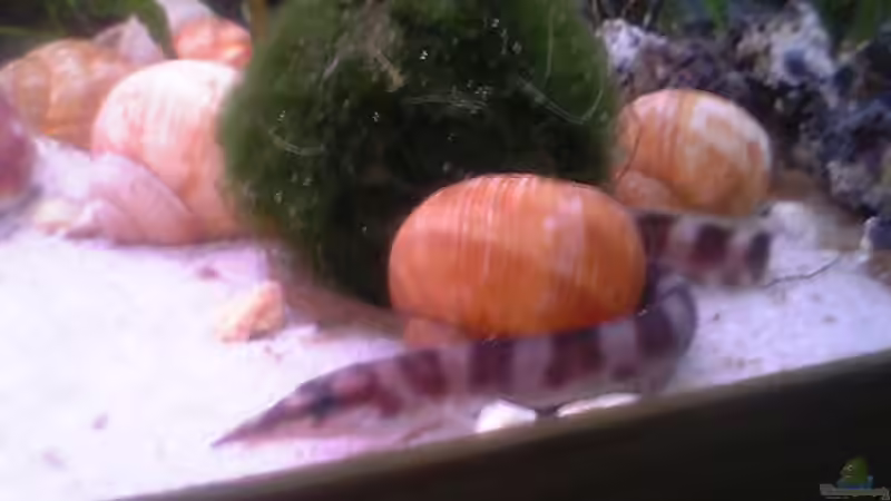 Mastacambelus elipsifer von Oezlem Oektem (9)