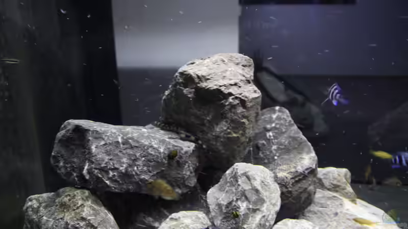 Mastacembalus elipsifer => Name: Aalfred von anton (13)