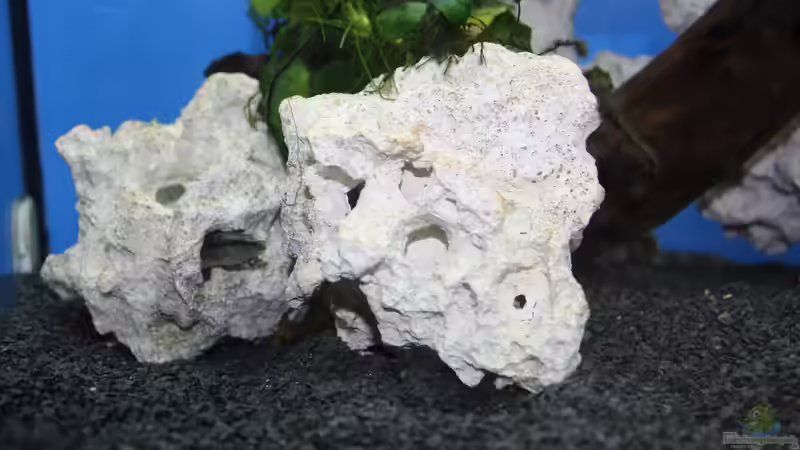 Mastacembelus armatus flavus  von Fishers Friend (24)