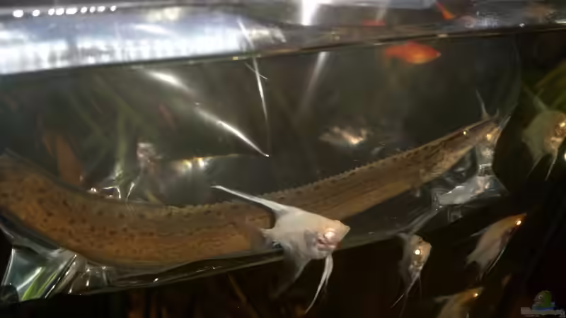 Mastacembelus dayi beim Einzug. von David S. (2)