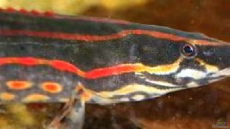 Mastacembelus erythrotaenia ( Feuerstachelaal ) von stonis-home (26)