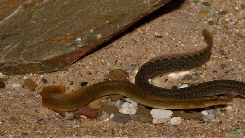 Aethiomastacembelus shiranus im Aquarium (Einrichtungsbeispiele für Malawisee-Aale)