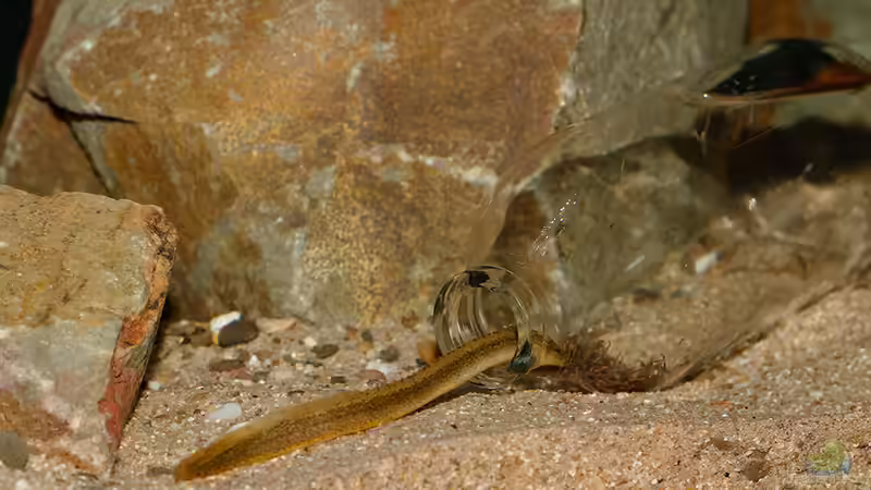 Aethiomastacembelus rosette im Aquarium (Einrichtungsbeispiele für Malawisee-Aale)