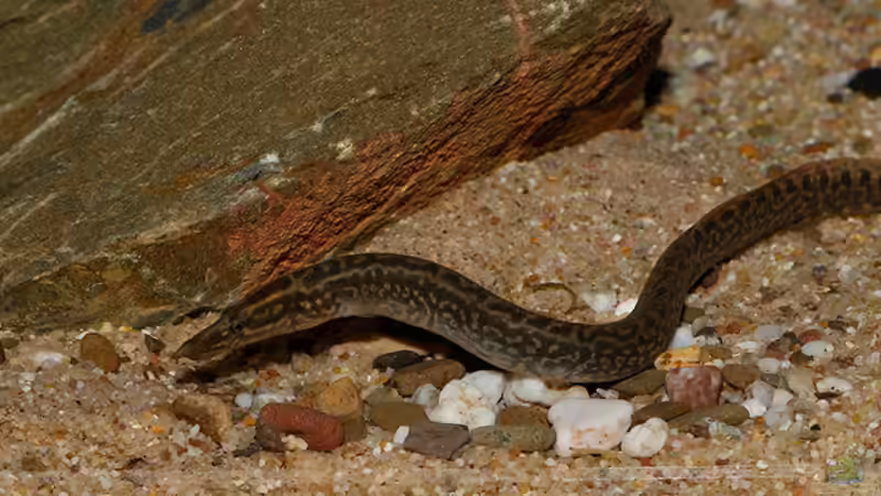 Mastacembelus shiranus .. einfach beeindruckend .. von AjakAndi (34)