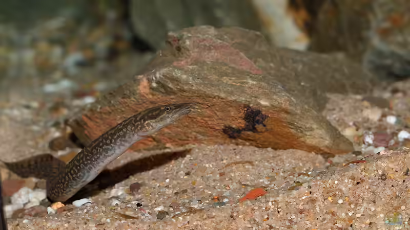 Aethiomastacembelus shiranus im Aquarium (Einrichtungsbeispiele für Malawisee-Aale)