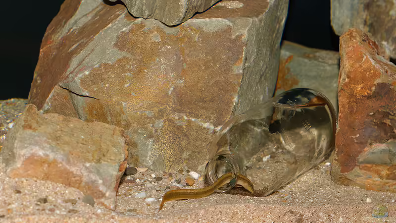 Mastacembelus shiranus .. jamjam jam :-)... lecker .. von AjakAndi (35)