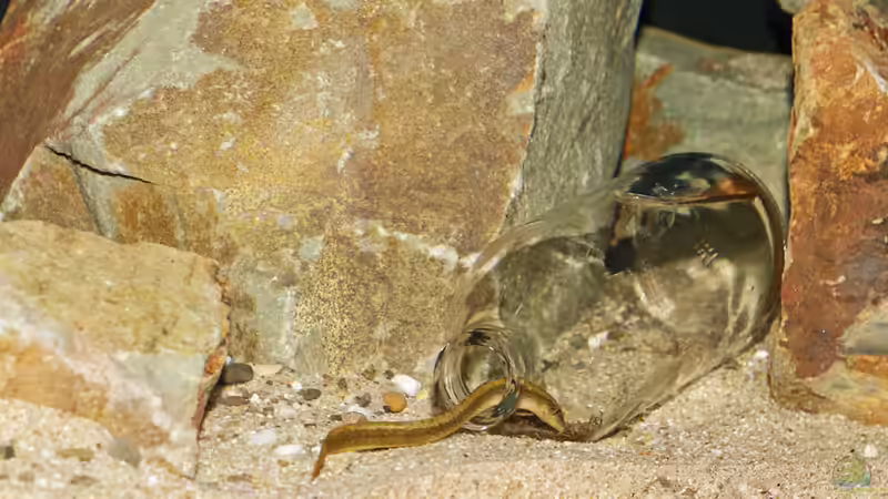 Mastacembelus shiranus von AjakAndi