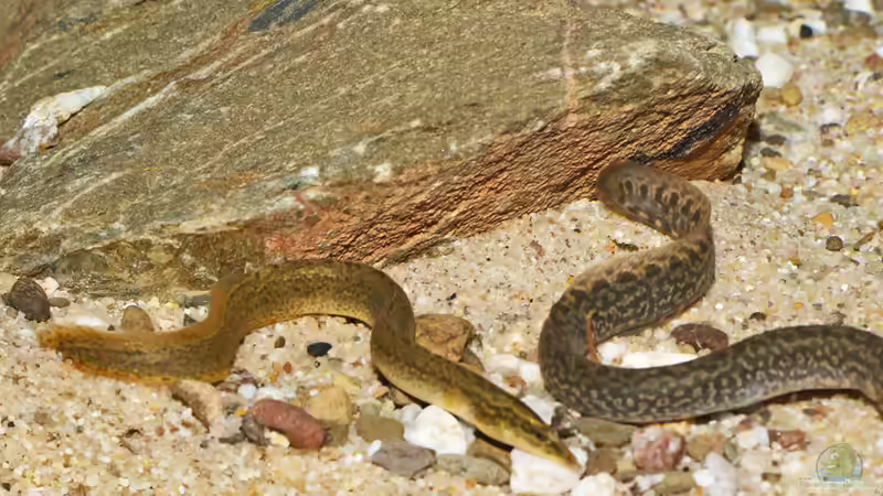 Mastacembelus shiranus von AjakAndi