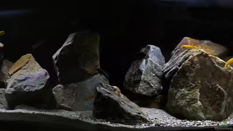 Mastacembelus shiranus von AjakAndi