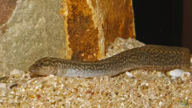 Aethiomastacembelus rosette im Aquarium (Einrichtungsbeispiele für Malawisee-Aale)