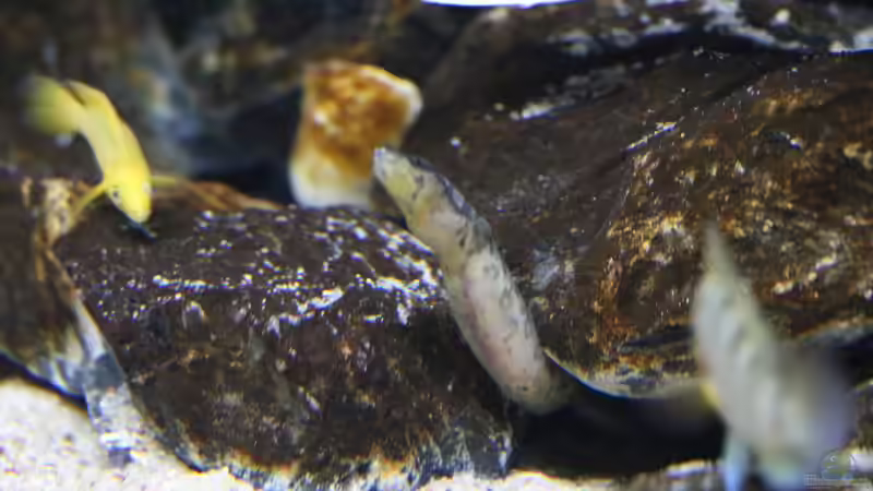 Mastacembelus tanganicae von Björn (Slavi) (28)