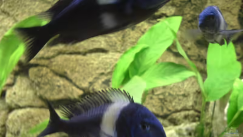 Maswa ca März umgefärbt von Ralf Heinrich (12)