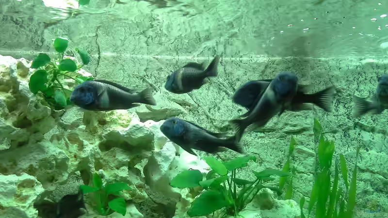 Maswa von AndreLeipzig (16)