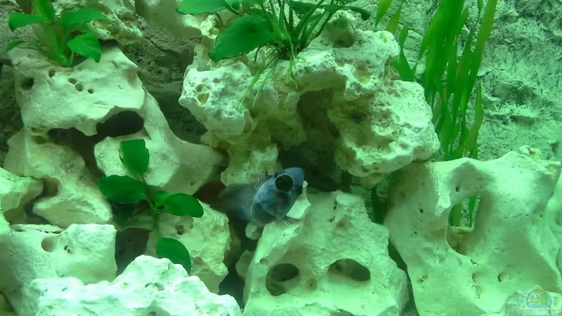 Maswa von AndreLeipzig (32)