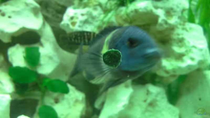 Maswa von AndreLeipzig (33)