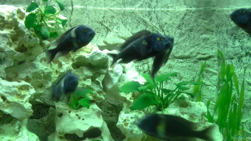 Maswa von AndreLeipzig (34)