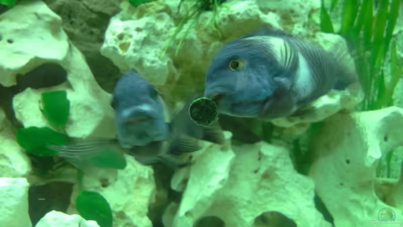 Maswa von AndreLeipzig (35)