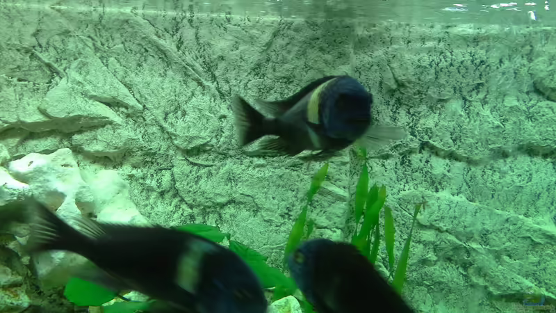 Maswa von AndreLeipzig (38)