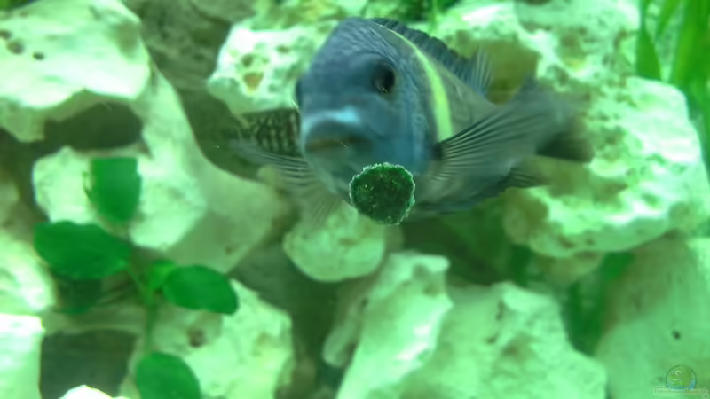 Maswa von AndreLeipzig (40)