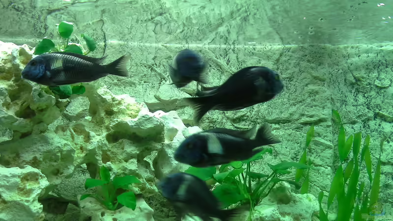 Maswa von AndreLeipzig (42)