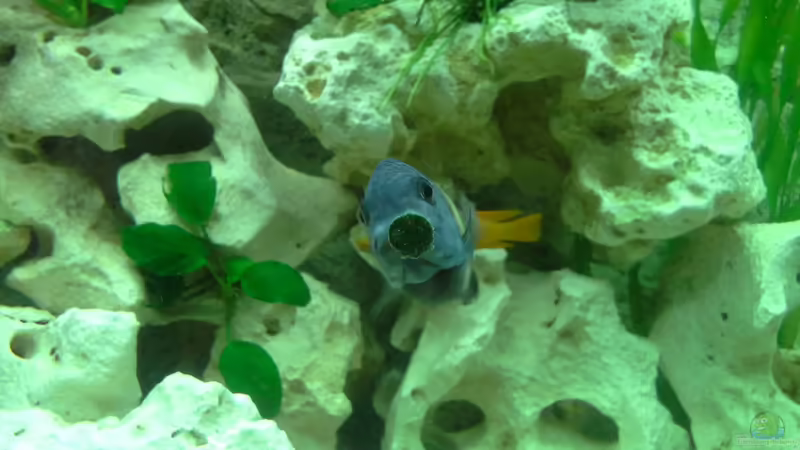 Maswa von AndreLeipzig (43)