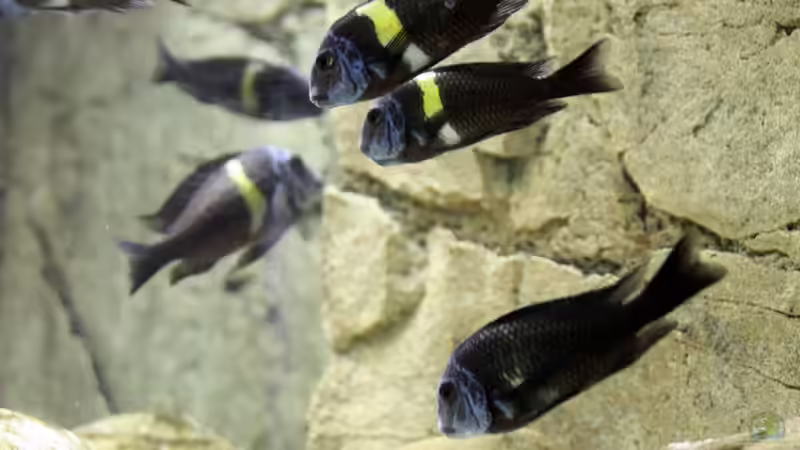 Maswa vor dem verstecktem Innenfilter von Maclya (11)