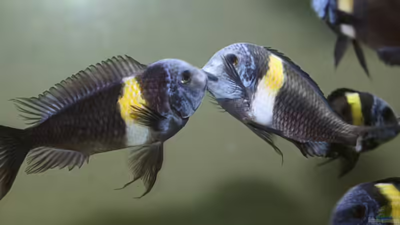 Maswa Weibchen beim Maulzerren von Maswa (23)