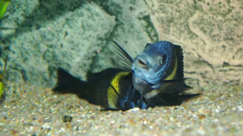 Maswas beim Kinder kriegen von Jens Beier (11)