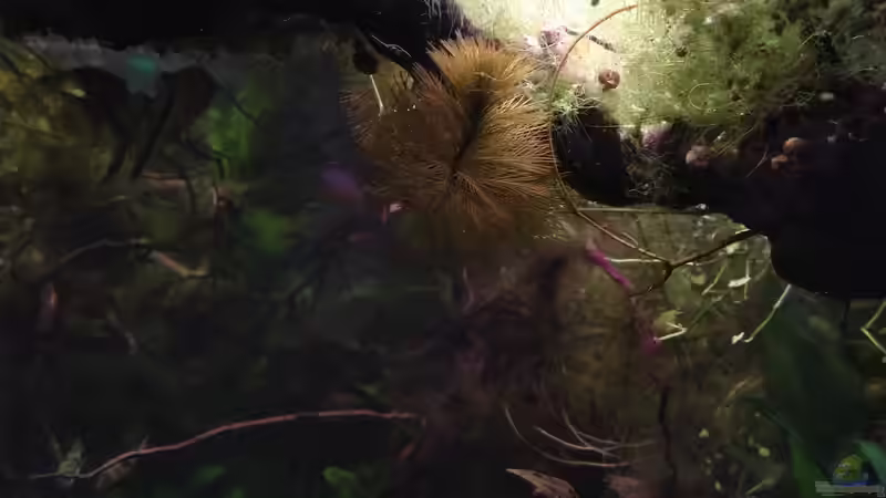 Mato-Grosso-Tausendblatt die Farbe kommt leider nicht so rüber  von SaMü (19)