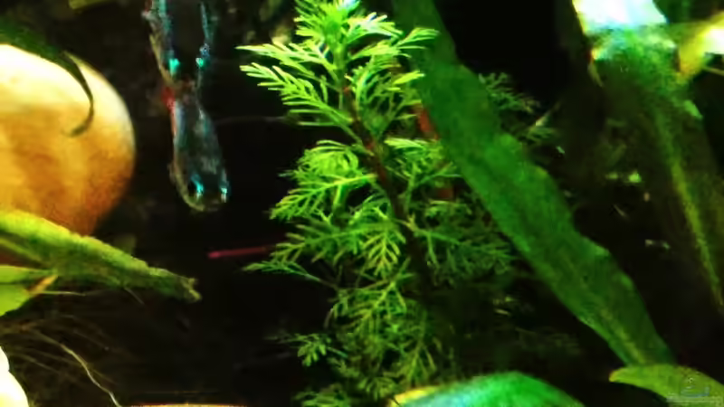 Mato-Grosso-Tausendblatt von Helene (17)