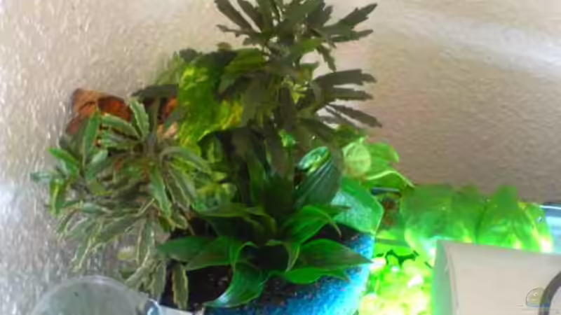 Mattenfilter, mit Pflanzen bewachsen von Christoph Grote (9)