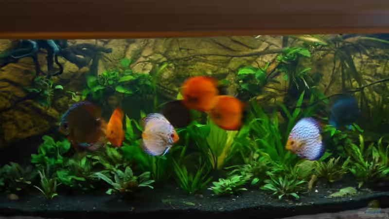 Matzes 600Liter Discusbecken von matze70 (1)