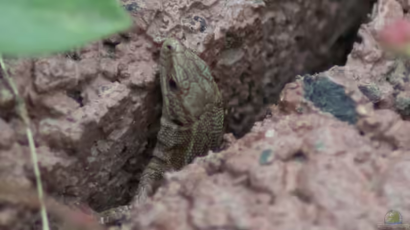 Mauereidechse  22.07.2025 von Acki50 (42)