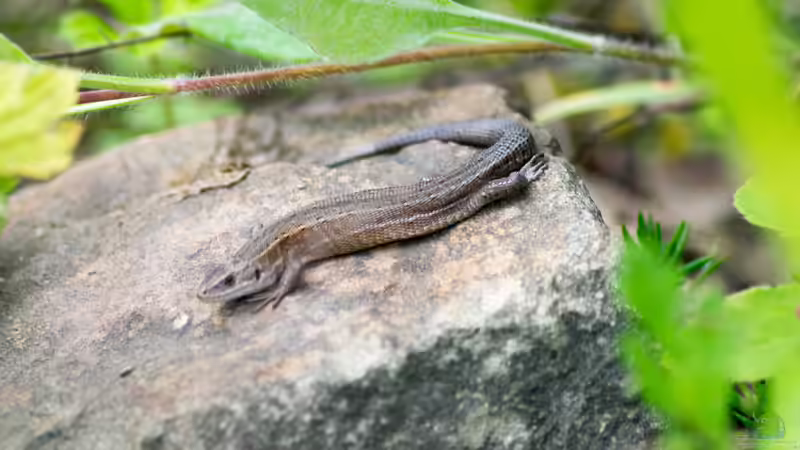Mauereidechse sonnt sich am Teich 06.08.2025 von Acki50 (41)