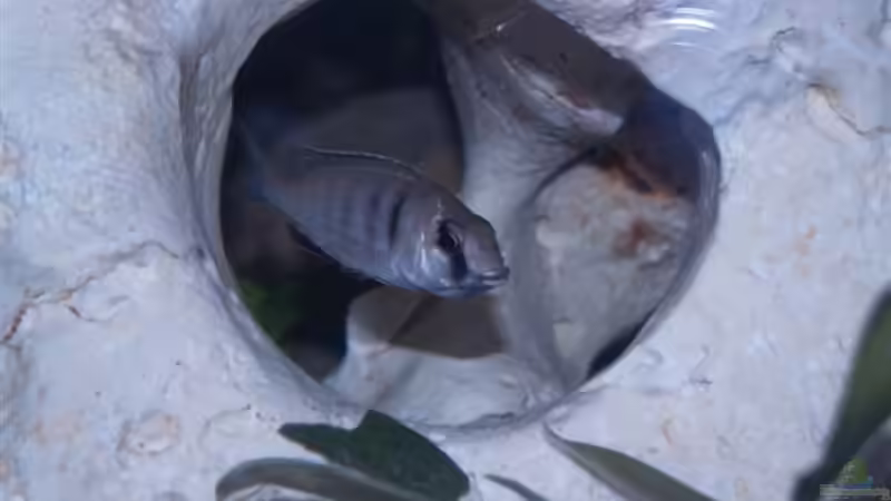 Maul voll von Jochen Engelmann (11)