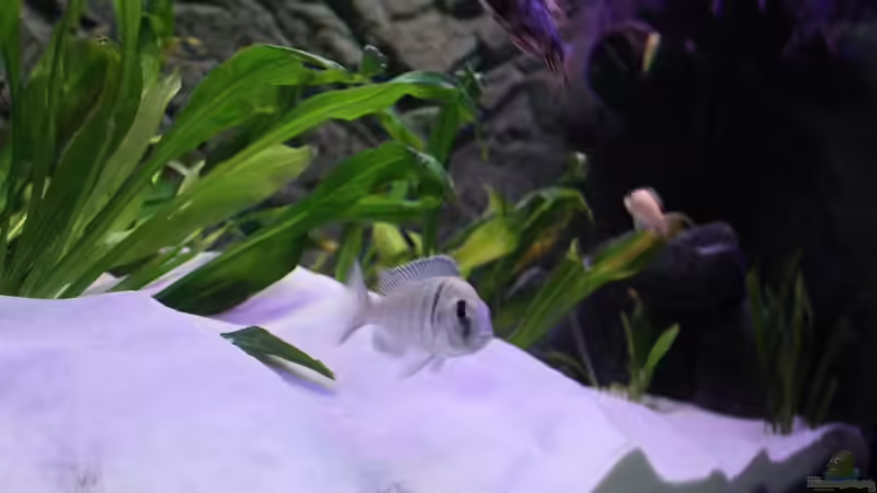 maul voll von Johannes Krieger (9)