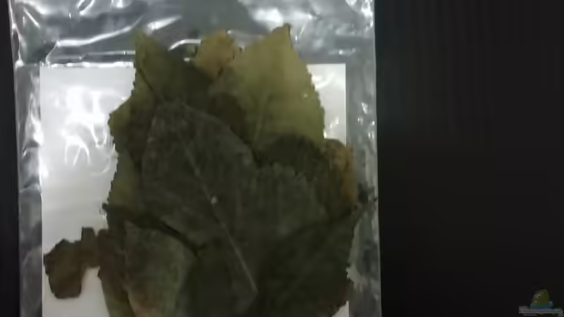 Maulbeerbaumblätter von - Stephen - (23)