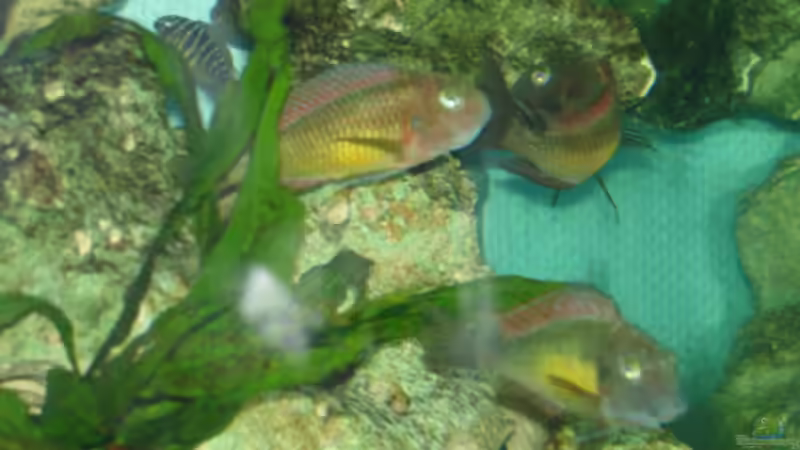 Maulbrütende Kasangaweibchen von Andre Röttelbach (10)