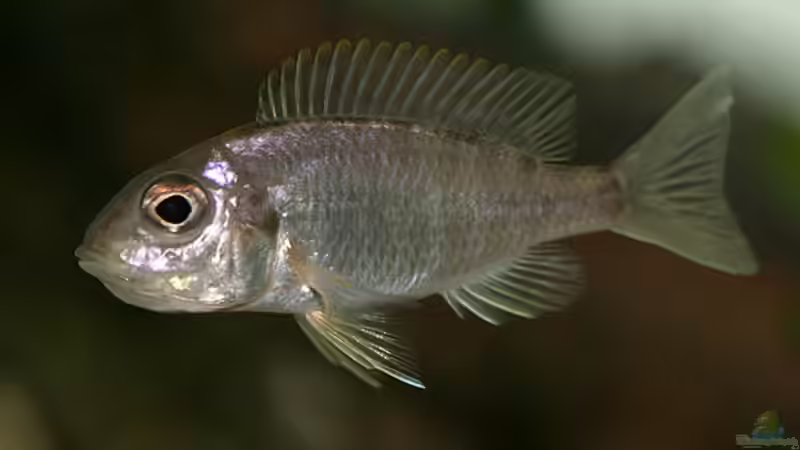 maulbrütendes Aulonocara maylandi maylandi-Weibchen - die Jungfische sind winzig im Vergleich zu den meisten anderen Aulonocara-Arten von Andreas Werth (16)