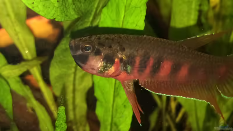 Maulbrütendes Männchen (Bild aus anderem Becken) von Jaenu00 (6)