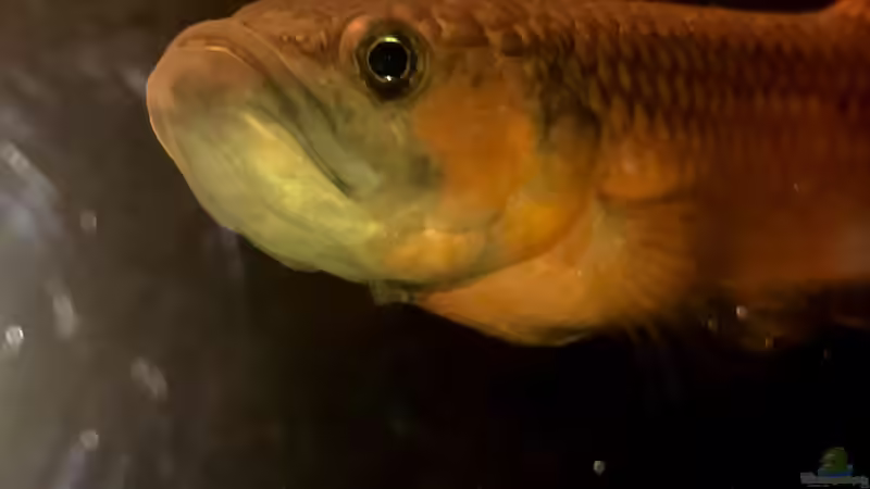 Maulbrütendes Männchen von Jaenu00 (21)