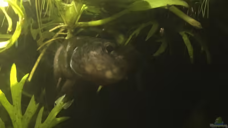 Maulbrütendes Männchen von Jaenu00 (8)