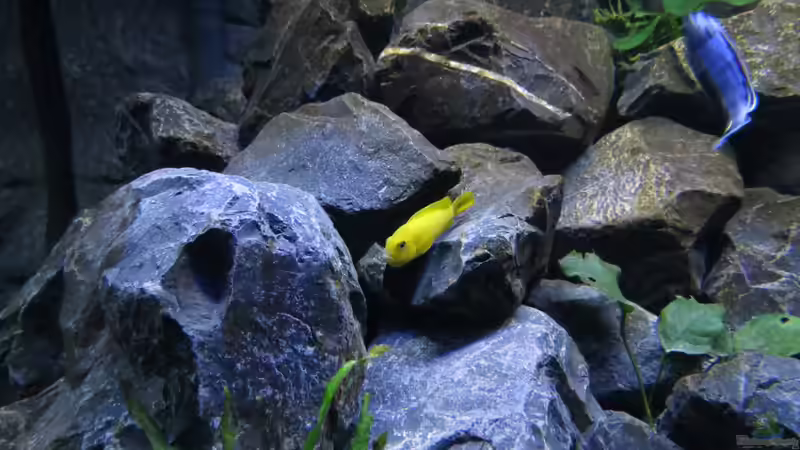 maulbrütendes Weibchen von Pseudotropheus saulosi von BastiB (49)